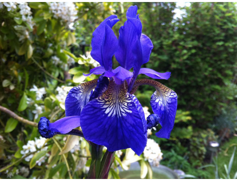 Ирис сибирский Блю Кинг (Blue King) Ирис сибирский Блю Кинг (Blue King)