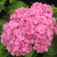 Гортензия Романс Пинк (Romance Pink) (крупнолистная)